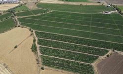 Erzincan çiftçisine hibeli domates fidesi temin edilecek