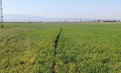 Hatay’da yaşanan kuraklık Amik Ovası’nda üretimi olumsuz etkileyecek