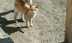 Kars’ta sıcak dostluk: Kedi ile köpeğin samimi anları kamerada