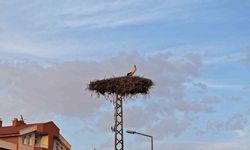 Konya’nın Yaren leylekleri geldi