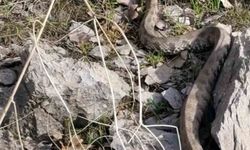 Şemdinli’de engerek yılanı görüntülendi