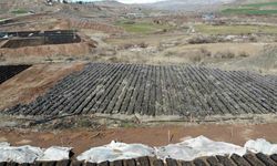 Siirt’te yetiştirilen fidanlar bölgenin fıstık ihtiyacını karşılıyor