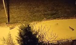 Tilkiler şehir merkezine indi