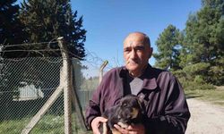 Yavru köpekler ormanlık alana bırakıldı, Gaziemir Belediyesi sahip çıkmadı