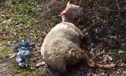 Başıboş köpekler koyunu telef etti, motosiklet sürücüsüne saldırdı