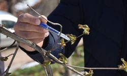 Zirai dona karşı 7 bin üreticiye bilgilendirme mesajı