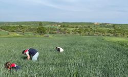 Edirne'den kısa kısa