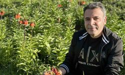 20 günlük ömrü olan ters lalelere zarar verildi