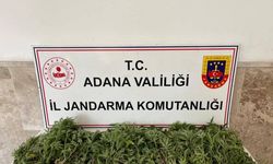 Adana’da 712 kök Hint keneviri ele geçirildi