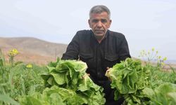 Amik Ovası’nda yaşanan kuraklık marul hasadında verimi olumsuz etkiledi