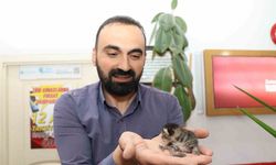 Anne kedi yavrusunu çekmecede doğurdu