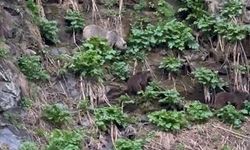 Ardahan’da Kura Nehri’ne inen boz ayı yavrularıyla görüntülendi