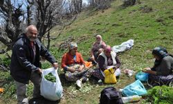 Dağlarda doğal olarak yetişen pancarlar yüzlerce aileye geçim kaynağı oluyor