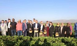Depremzede çiftçiyi kalkındıracak projede çilek hasadına başlandı