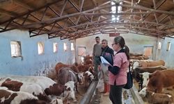 Elazığ’da aşılama ve küpeleme çalışması sürüyor