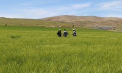 Elazığ’da süne sürvey çalışmaları başladı