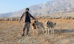 Erzincan’da 100 bin lira maaşla çoban bulamayan besici derdini Valiye anlattı