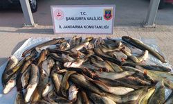 Jandarmadan kaçak avcıya 24 bin lira ceza