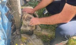 Kafasına bidon sıkışan yavru köpeğin yardımına itfaiye yetişti