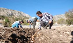 Kardelen soğanlarının doğadan sökümü yasaklandı