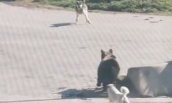 Kış uykusundan uyanıp köye inen ayıyı köpekler kovaladı: O anlar kamerada