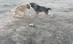 Köpekler acımasızca dövüştürüldü