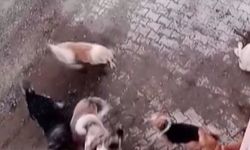 Köpekler arasında yaşanan korkutan boğuşma kamerada