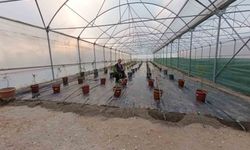 Niğde’de yaban mersini üretimi başladı
