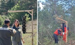 Ormanları kurutan böceğe karşı sıkı önlem