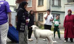(Özel) Kuzuya evlatları gibi bakıyorlar