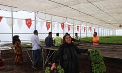 Şanlıurfa bu sene de ’acı’ya doyacak