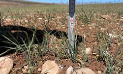 Şanlıurfa’da kuraklık alarmı