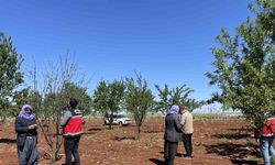 Şanlıurfa’da zirai donun etkili olduğu badem bahçeleri incelendi