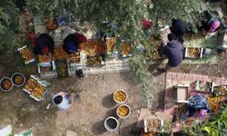 ’Sarı altın’ yenidünyada hasat başladı