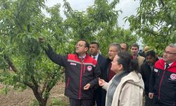 Tarım ve Orman Bakan Yardımcısı Gizligider, Denizli’de zirai dondan etkilenen tarımsal alanları inceledi