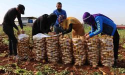 Turfanda patateste hasat başladı