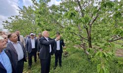 TZOB Başkanı Bayraktar, Akşehir’de zirai dondan etkilenen bahçeleri inceledi
