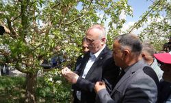 TZOB Genel Başkanı Bayraktar, Niğde’de zirai don zararı gören bahçeleri inceledi
