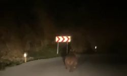 Yaban domuzu ve ayı görüntülendi