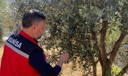 Zeytin üreticilerine ’Pamuklu bit’ uyarısı