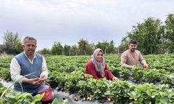 Zirai dondan ateş yakarak kurtardığı çileğin hasadına başladı