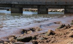 Tekirdağ'da kuvvetli rüzgar nedeniyle sahilin bir kısmına kırmızı yosun birikti