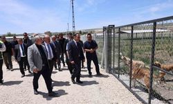 Çorum’da sokak hayvanları için yapılan "Doğal Yaşam Alanı"nda çalışmalar tamamlandı