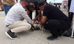 Malatya’da etkinlikte pitbull dehşeti: Bir kadın yaralandı