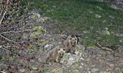 Nemrut’un maskot ayıları kış uykusundan uyandı