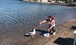 Sevimli martı Kumluk Plajı’nın maskotu oldu