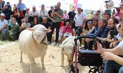 Talas’ta İle De France koyun ırkları yarıştı