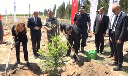 Türkiye’de "81 İlde 81 Orman" projesi kapsamında 81 ilde 2,2 milyon fidan toprakla buluşacak