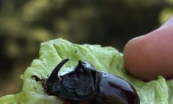 Çanakkale'de bulunan "gergedan böceği" doğaya bırakıldı