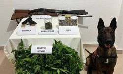 Çanakkale'de evinde 77 kök kenevir ele geçirilen şüpheli tutuklandı